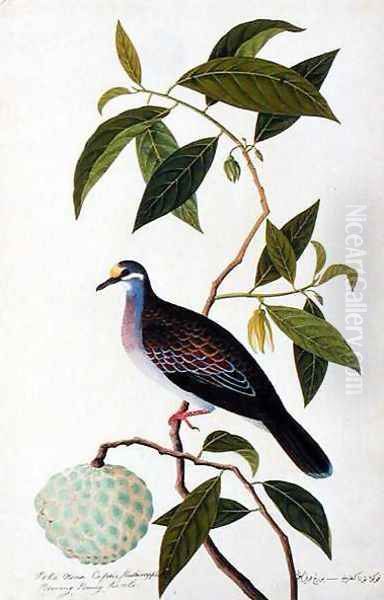 Custard Apple, Poke Nona Caprie with Boorong Pooney Sieole, from 'Drawings of Birds from Malacca', c.1805-18 Oil Painting by Anonymous Artist