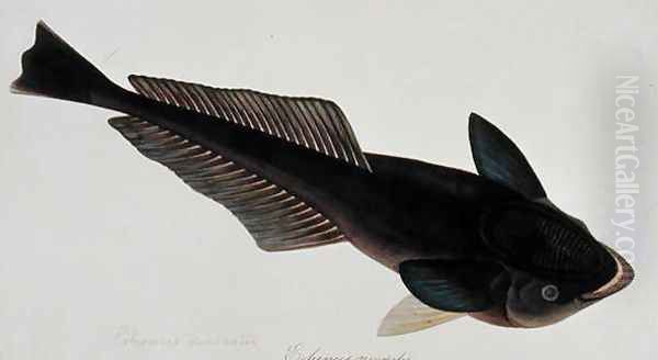 Eekan Gernie, Echeneis neuerates, from 'Drawings of Fishes from Malacca', c.1805-18 Oil Painting by Anonymous Artist