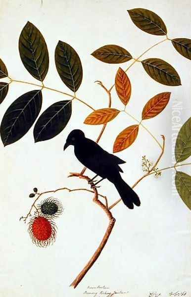 Rambootan, Boorong Perling Jantan, from 'Drawing of Birds from Malacca', c.1805-18 Oil Painting by Anonymous Artist