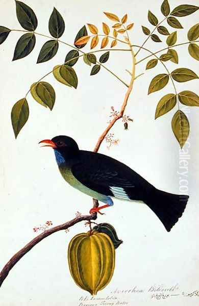 Boorong Teiong Batoo, from 'Drawings of Birds from Malacca', c.1805-18 Oil Painting by Anonymous Artist