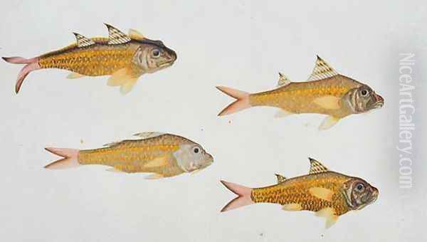 Eekan Bee-jee Nangka, from 'Drawings of Fishes from Malacca', c.1805-18 Oil Painting by Anonymous Artist