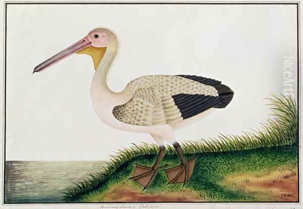 Pelican, Boorong Java, from 'Drawings of Birds from Malacca', c.1805-18 Oil Painting by Anonymous Artist