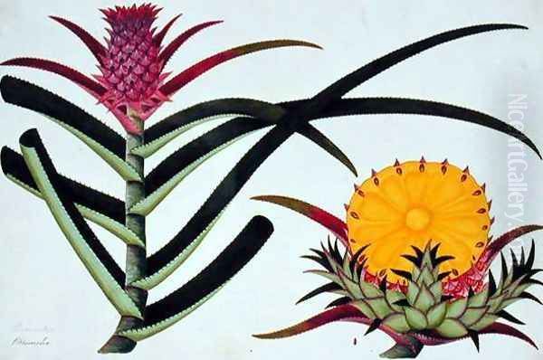 Pineapple or Bromelia, from 'Drawings of Plants from Malacca', c.1805-18 Oil Painting by Anonymous Artist