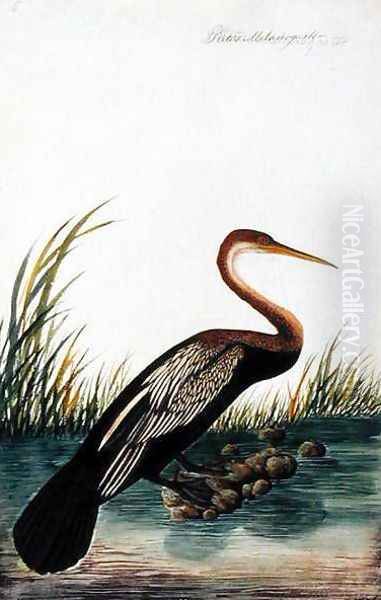 Boorong Maudang, Plotus Melangaster, from 'Drawings of Birds from Malacca', c.1805-18 Oil Painting by Anonymous Artist