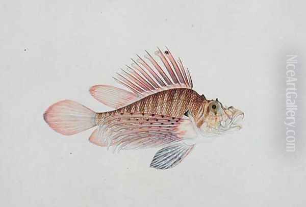 Eekan Linqah Singah, from 'Drawings of Fishes from Malacca', c.1805-18 Oil Painting by Anonymous Artist