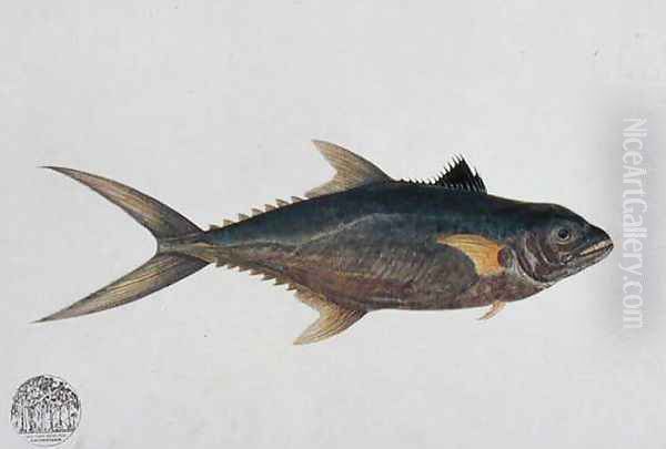 Eekan Tinierie Papan, from 'Drawings of Fishes from Malacca', c.1805-18 Oil Painting by Anonymous Artist