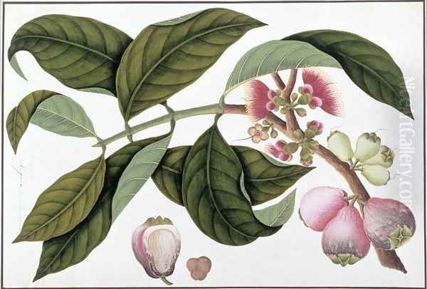 Eugenia or Jamboo Teloie poote, from 'Drawings of Plants from Malacca', c.1805-18 Oil Painting by Anonymous Artist