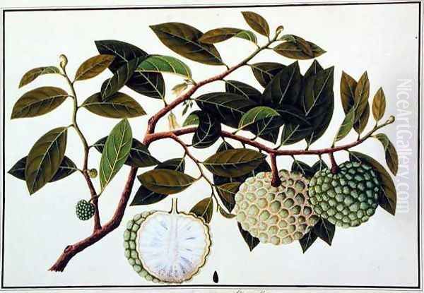 Bua Nora, from 'Drawings of Plants from Malacca', c.1805-18 Oil Painting by Anonymous Artist