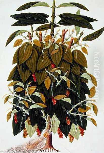 Lava Etam or Black Pepper, from Drawings of Plants from Malacca', c.1805-18 Oil Painting by Anonymous Artist