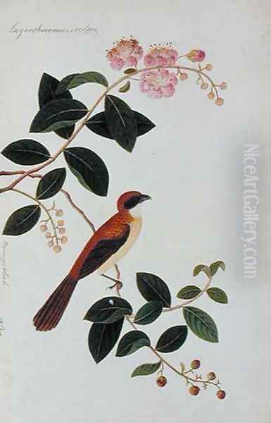 Boorong Seliah, Lagerstroesnia indica, from 'Drawings of Birds from Malacca', c.1805-18 Oil Painting by Anonymous Artist