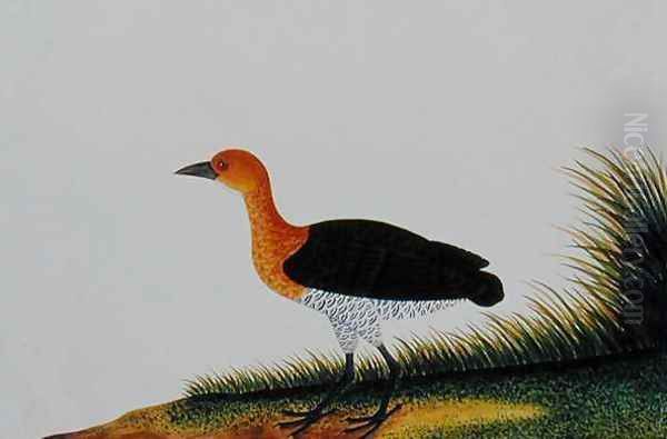 Exotic Bird, from 'Drawings of Birds from Malacca', c.1805-18 (2) Oil Painting by Anonymous Artist