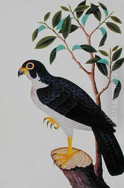 Bird of Prey, from 'Drawings of Birds from Malacca', c.1805-18 Oil Painting by Anonymous Artist