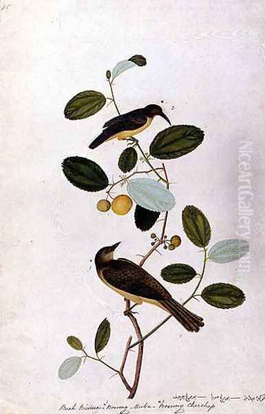 Buah Biedara, Bourong Muba, Bourong Cherchap, from 'Drawings of Birds from Malacca', c.1805-18 Oil Painting by Anonymous Artist