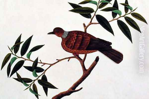 Turtle Dove, Tookoo-Kore, from 'Drawings of Birds from Malacca', c.1805-18 Oil Painting by Anonymous Artist