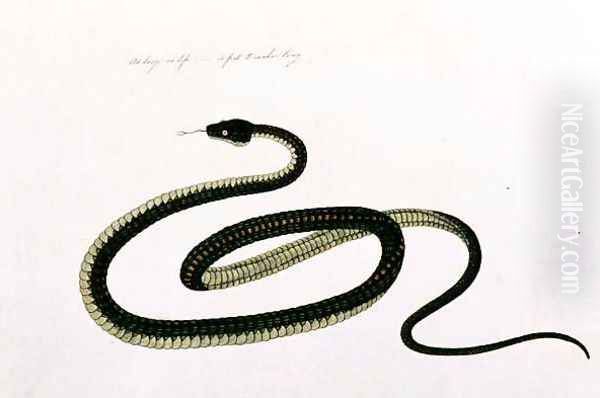 Snake, from 'Drawings of Animals, Insects and Reptiles from Malacca', c.1805-18 (2) Oil Painting by Anonymous Artist