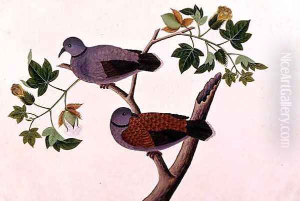 Birds in a tree, from 'Drawings of Birds from Malacca', c.1805-18 Oil Painting by Anonymous Artist