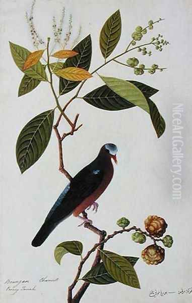 Brangan Chestnut, Pooney Tanah, from 'Drawings of Birds from Malacca', c.1805-18 Oil Painting by Anonymous Artist