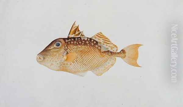 Eekan Jebong, from 'Drawings of Fishes from Malacca', c.1805-18 Oil Painting by Anonymous Artist