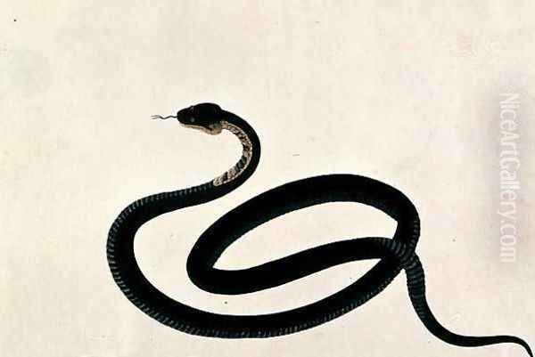 Snake, from 'Drawings of Animals, Insects and Reptiles from Malacca', c.1805-18 Oil Painting by Anonymous Artist