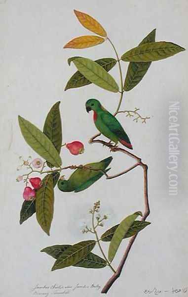 Jamboo Chielie also Jamboo Bertay Boorong Serindik, from 'Drawings of Birds from Malacca', c.1805-18 Oil Painting by Anonymous Artist