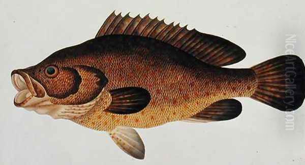 Eekan Kartong, from 'Drawings of Fishes from Malacca', c.1805-18 Oil Painting by Anonymous Artist