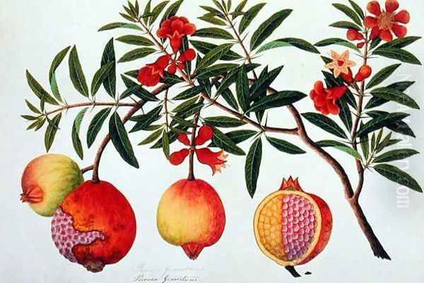 Bua Klitchie or Caesalpinia bonduccella, from 'Drawings of Plants from Malacca', c.1805-18 Oil Painting by Anonymous Artist