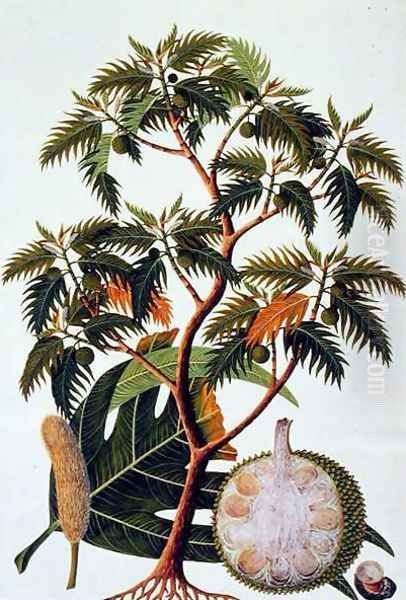 Sookong (Bread Fruit) and Artocarpus Incisa (Lin) from 'Drawings of Plants from Malacca', c.1805-18 Oil Painting by Anonymous Artist