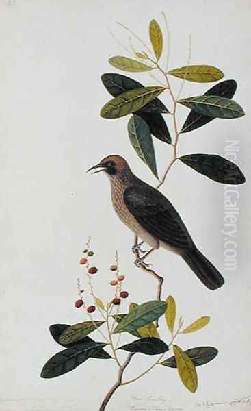 Bua Sambey, Boorong Baroo Baroo, from 'Drawigns of Birds from Malacca', c.1805-18 Oil Painting by Anonymous Artist