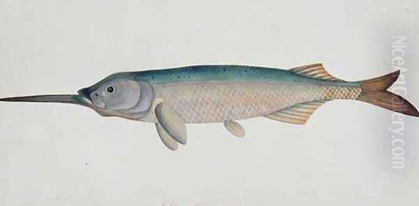 Eekan Todah Pindik, from 'Drawings of Fishes from Malacca', c.1805-18 Oil Painting by Anonymous Artist