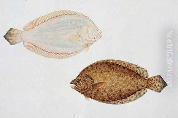 Eekan Liedah Liedah Pindik, from 'Drawings of Fishes from Malacca', c.1805-18 Oil Painting by Anonymous Artist