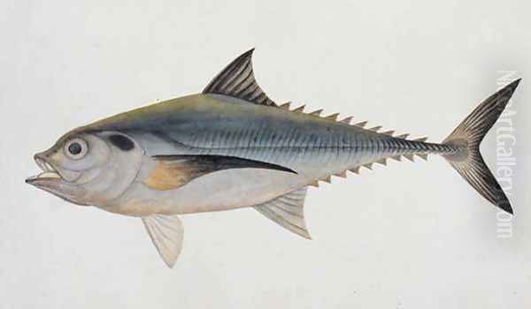 Eekan Tungooroongan, from 'Drawings of Fishes from Malacca', c.1805-18 Oil Painting by Anonymous Artist