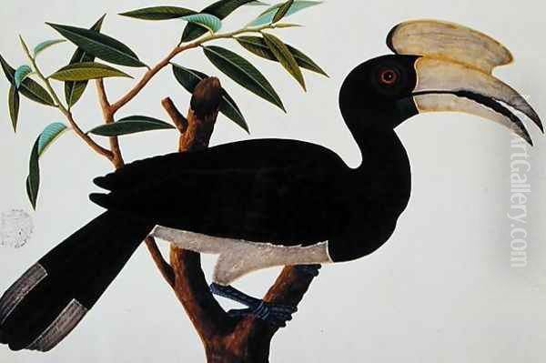 Ke-ke, from 'Drawings of Birds from Malacca', c.1805-18 (3) Oil Painting by Anonymous Artist