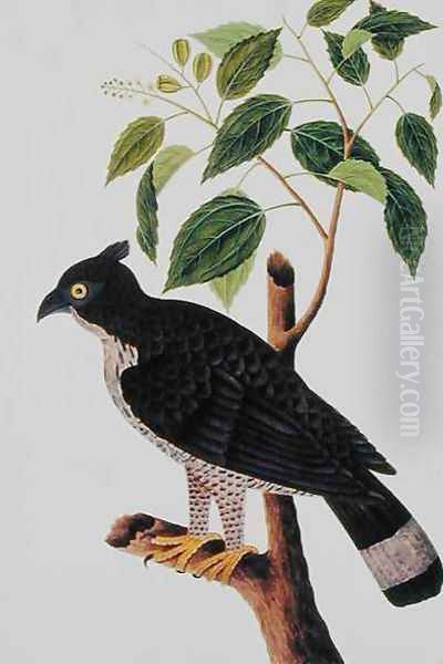 Bird of Prey, from 'Drawings of Birds from Malacca', c.1805-18 (2) Oil Painting by Anonymous Artist