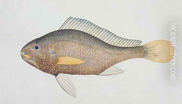 Eekan Jena, from 'Drawings of Fishes from Malacca', c.1805-18 Oil Painting by Anonymous Artist