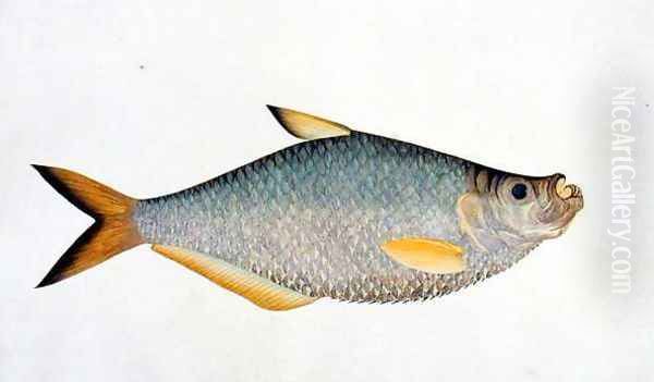 Eekan Poopote, from 'Drawings of Fishes from Malacca', c.1805-18 Oil Painting by Anonymous Artist