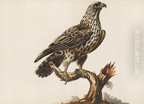 A Buzzard (buteo Buteo) Oil Painting by Sarah Stone