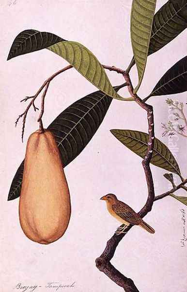 Binjay, Tampooah, from 'Drawings of Birds from Malacca', c.1805-18 Oil Painting by Anonymous Artist