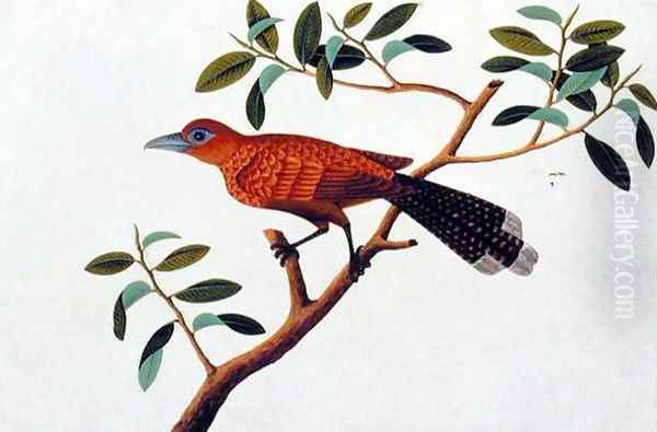 Exotic Bird, from 'Drawings of Birds from Malacca', c.1805-18 2 Oil Painting by Anonymous Artist