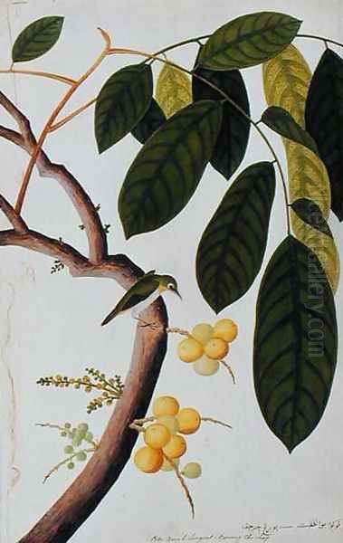 Poko Booah Laugsat, Boorong chi-chap, from 'Drawings of Birds from Malacca', c.1805-18 Oil Painting by Anonymous Artist