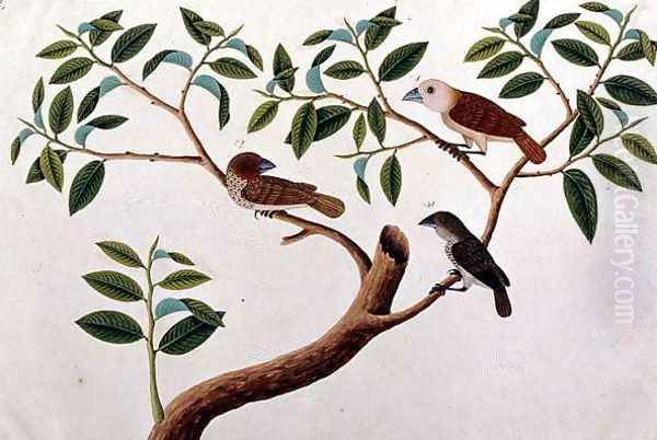 Boorong Rangong, from 'Drawings of Birds from Malacca', c.1805-18 Oil Painting by Anonymous Artist