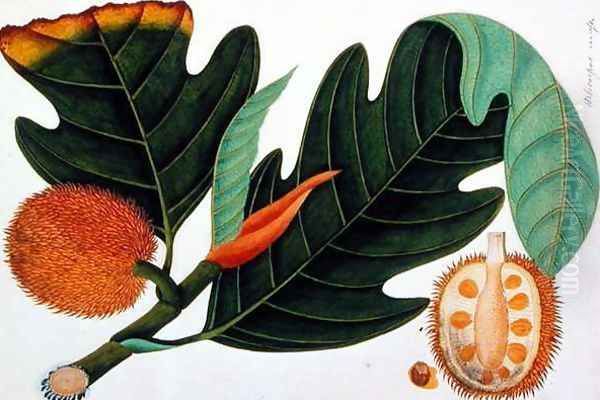 Trab or Artocarpus incesses, from 'Drawings of Plants from Malacca', c.1805-18 Oil Painting by Anonymous Artist