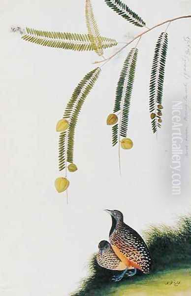 Quails, Booah Malacca, Boorong Poo-eeoh, from 'Drawings of Birds from Malacca', c.1805-18 Oil Painting by Anonymous Artist