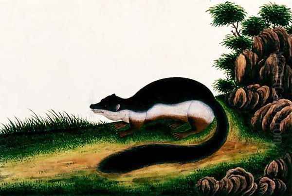 Toopay ching Kedwa Pedam, from 'Drawings of Animals, Insects and Reptiles from Malacca', c.1805-18 Oil Painting by Anonymous Artist