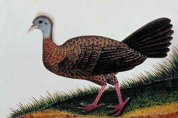 Exotic Bird, from 'Drawings of Birds from Malacca', c.1805-18 (8) Oil Painting by Anonymous Artist