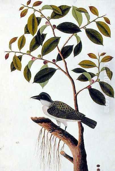 Poko Jabie Jabie, Boorong Sie-aras, from 'Drawings of Birds from Malacca', c.1805-18 Oil Painting by Anonymous Artist