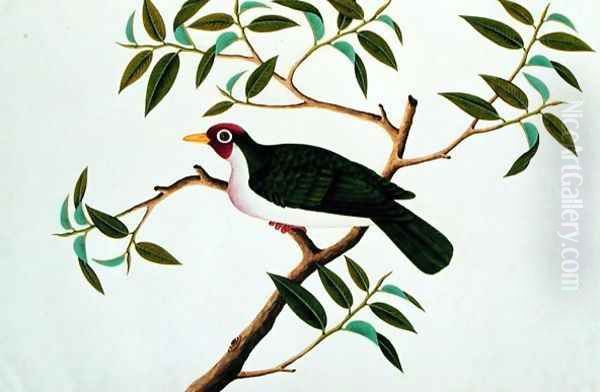 Rambootan Boorong Perling Jantan, from 'Drawings of Birds from Malacca', c.1805-18 Oil Painting by Anonymous Artist