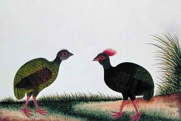 The Hen and the Cock, Sie-ole, from 'Drawings of Birds from Malacca', c.1805-18 Oil Painting by Anonymous Artist