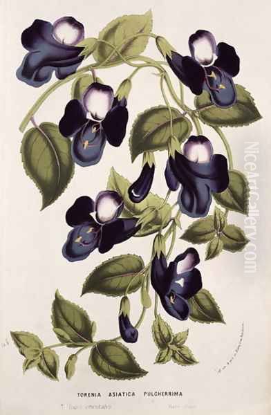 Torenia Asiatica pulcherrima, from 'Horto Van Houtteano' by Louis van Houtte Oil Painting by Anonymous Artist