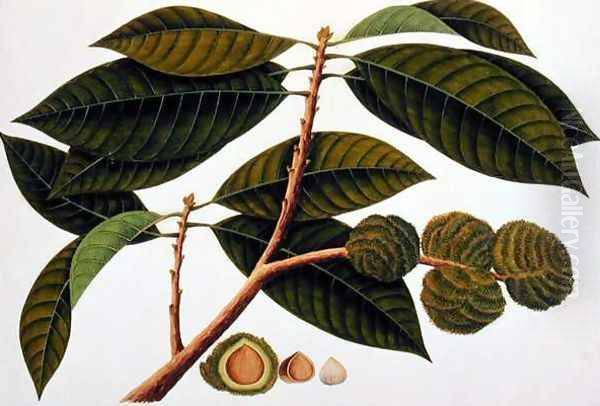 Brangam or Malay Chestnut, from 'Drawings of Plants from Malacca', c.1805-18 Oil Painting by Anonymous Artist