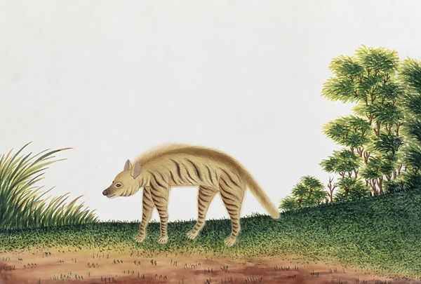 Hyena, from 'Drawings of Animals, Insects and Reptiles from Malacca', c.1805-18 Oil Painting by Anonymous Artist